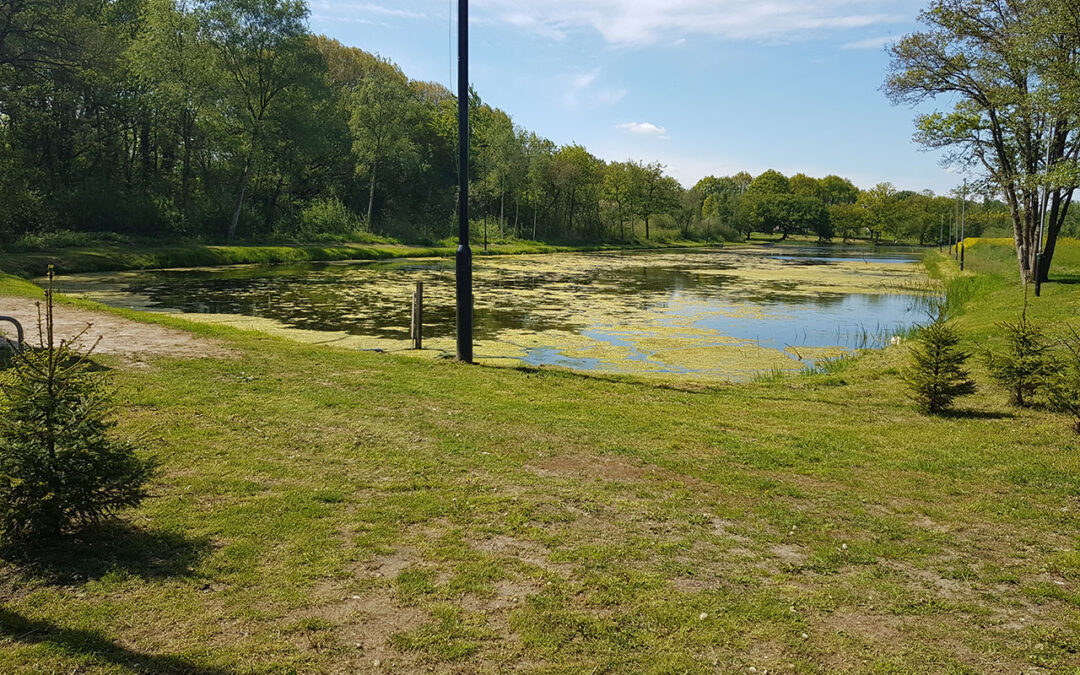 Wuchernde Wasserpflanzen im Angelgewässer bei Tynaarlo